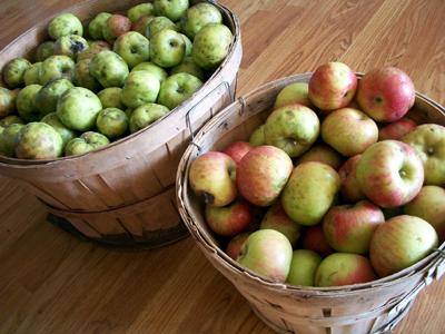 basket of apples for crockpot apple sauce