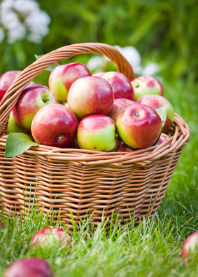 canning apples slices