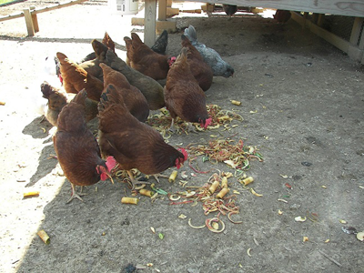 canning apples scraps