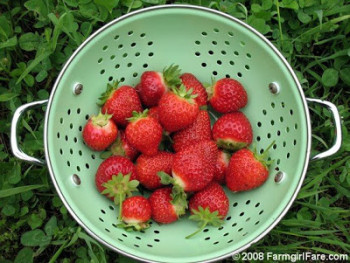 Copy of strawberries in colander