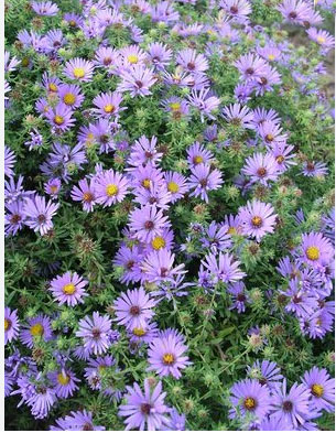 asters in the garden
