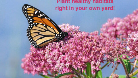 health benefits to gardening