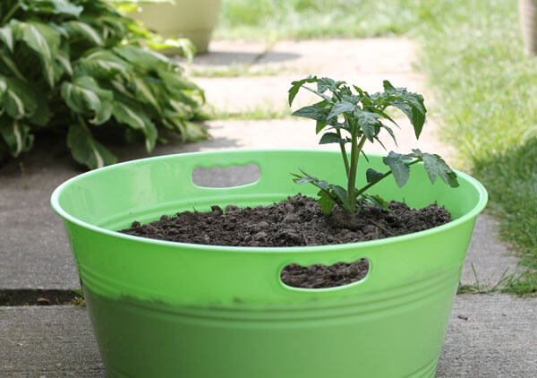 grow your own salad bowl
