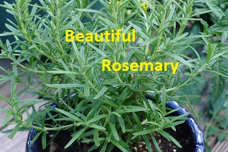 rosemary
