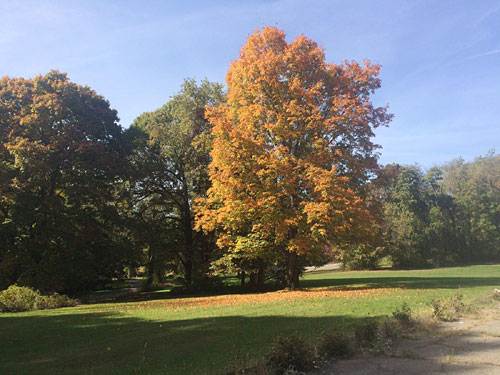 make delicious white bean stew on a beautiful fall day