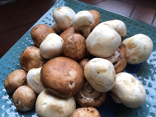 healthy mushrooms