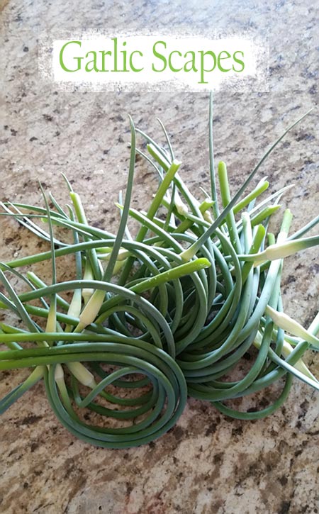 Garlic Scapes making Pesto